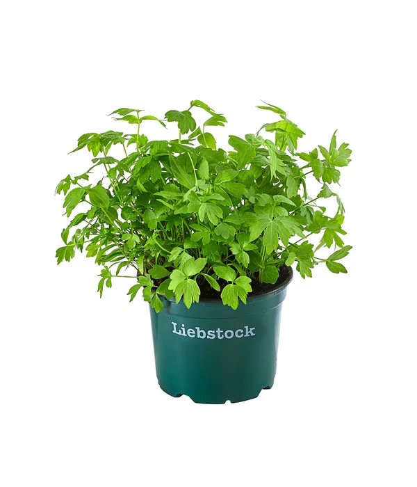 Bioland Liebstöckel 1 Bioland Liebstöckel