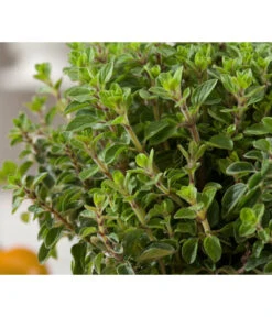 Bio Oregano -Deutschland Genussgarten Verkaufs-Shop 8002081 WE DE 001 BioOreganoBioOreganum