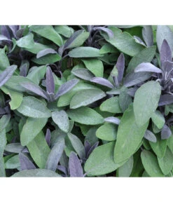 Dehner Gourmet Garten Purpursalbei 3 Dehner Gourmet Garten Purpursalbei -Deutschland Genussgarten Verkaufs-Shop 8002230 BildFS 001 PurpursalbeiSalbeiPurpur