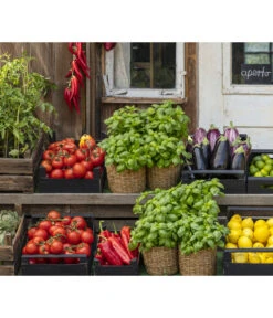 Tomate 'Garance' -Deutschland Genussgarten Verkaufs-Shop 8002578 WE MO 001 BellaItaliaTomatePaprikaBasilikum2021GC04