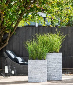 Stachelschweingras 'Strictus' 9 Stachelschweingras 'Strictus' -Deutschland Genussgarten Verkaufs-Shop 8006744 WE MO 001 MiscanthusStrictus BestOFGraeser2022