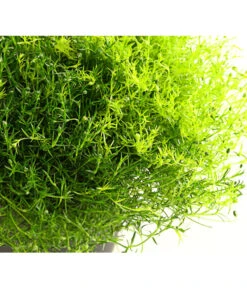 Sternmoos-Duo -Deutschland Genussgarten Verkaufs-Shop 8007429 PR DE 001 SternmoosSaginaTwinT13DehnerExpressHerzig