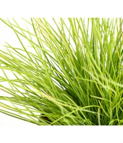 Goldschwingel 'Amigold' 5 Goldschwingel 'Amigold' -Deutschland Genussgarten Verkaufs-Shop 8010951 WE DE 001 BlauschwingelFestucaGoldenToupeT11DehnerExpressHerzig