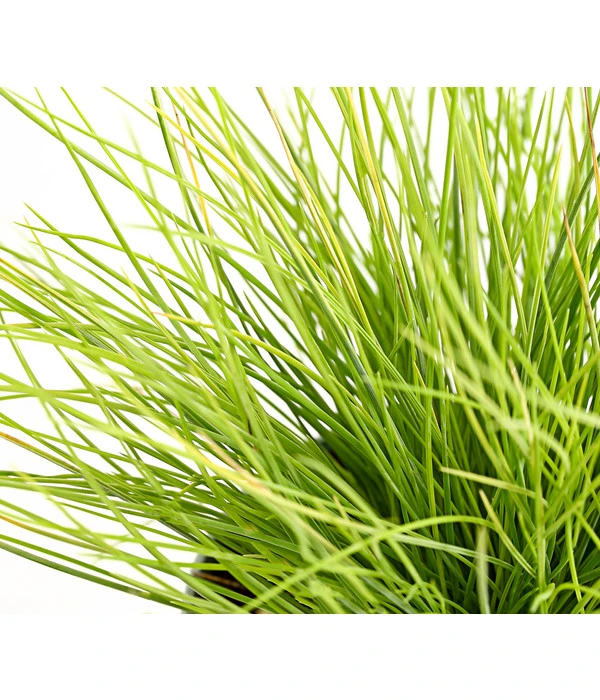 Goldschwingel 'Amigold' 3 Goldschwingel 'Amigold' – Bild 3