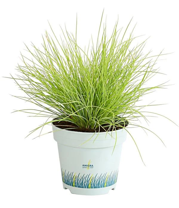 Goldschwingel 'Amigold' 1 Goldschwingel 'Amigold'