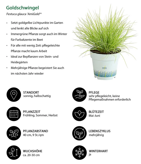 Goldschwingel 'Amigold' 2 Goldschwingel 'Amigold' – Bild 2