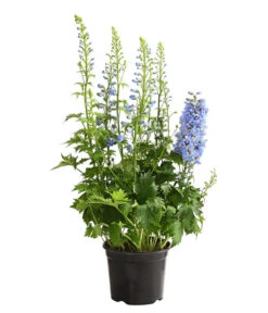 Rittersporn, Verschiedene Farben -Deutschland Genussgarten Verkaufs-Shop 8011413 WE FS 002 DelphiniumHybridenBlauRitterspornT19