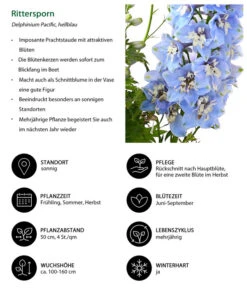 Rittersporn, Verschiedene Farben -Deutschland Genussgarten Verkaufs-Shop 8011413 WE IG 003 RitterspornHellblau