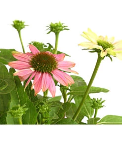 Sonnenhut - Scheinsonnenhut 'Mistral' -Deutschland Genussgarten Verkaufs-Shop 8012650 WE DE 003 EchinaceaDehnerExpressHerzig