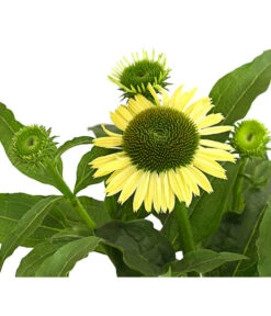 Sonnenhut - Scheinsonnenhut 'Mistral' -Deutschland Genussgarten Verkaufs-Shop 8012650 WE DE 004 EchinaceaDehnerExpressHerzig