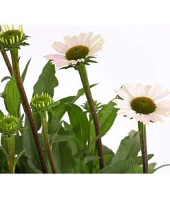 Sonnenhut - Scheinsonnenhut 'Mistral' -Deutschland Genussgarten Verkaufs-Shop 8012650 WE DE 005 EchinaceaDehnerExpressHerzig