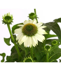 Sonnenhut - Scheinsonnenhut 'Mistral' -Deutschland Genussgarten Verkaufs-Shop 8012650 WE DE 006 EchinaceaDehnerExpressHerzig