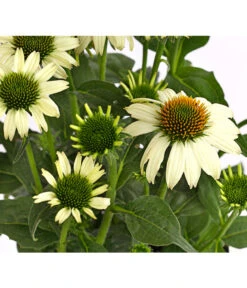 Sonnenhut - Scheinsonnenhut 'Mistral' -Deutschland Genussgarten Verkaufs-Shop 8012650 WE DE 007 EchinaceaDehnerExpressHerzig