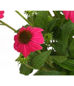 Sonnenhut - Scheinsonnenhut 'Mistral' -Deutschland Genussgarten Verkaufs-Shop 8012650 WE DE 008 EchinaceaDehnerExpressHerzig