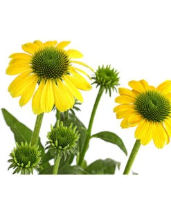 Sonnenhut - Scheinsonnenhut 'Mistral' -Deutschland Genussgarten Verkaufs-Shop 8012650 WE DE 009 EchinaceaDehnerExpressHerzig