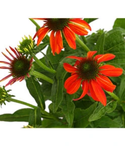 Sonnenhut - Scheinsonnenhut 'Mistral' -Deutschland Genussgarten Verkaufs-Shop 8012650 WE DE 010 EchinaceaDehnerExpressHerzig