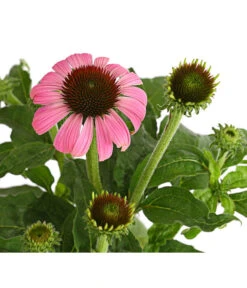 Sonnenhut - Scheinsonnenhut 'Mistral' -Deutschland Genussgarten Verkaufs-Shop 8012650 WE DE 011 EchinaceaDehnerExpressHerzig