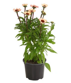 Sonnenhut - Scheinsonnenhut 'Mistral' -Deutschland Genussgarten Verkaufs-Shop 8012650 WE FS 001 EchinaceaDehnerExpressHerzig