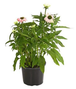 Sonnenhut - Scheinsonnenhut 'Mistral' -Deutschland Genussgarten Verkaufs-Shop 8012650 WE FS 002 EchinaceaDehnerExpressHerzig