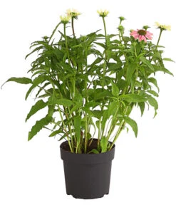 Sonnenhut - Scheinsonnenhut 'Mistral' -Deutschland Genussgarten Verkaufs-Shop 8012650 WE FS 003 EchinaceaDehnerExpressHerzig