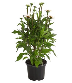 Sonnenhut - Scheinsonnenhut 'Mistral' -Deutschland Genussgarten Verkaufs-Shop 8012650 WE FS 005 EchinaceaDehnerExpressHerzig