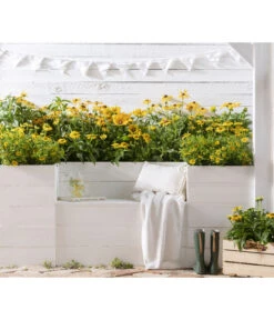 Sonnenhut - Scheinsonnenhut 'Mistral' -Deutschland Genussgarten Verkaufs-Shop 8016610 PR MO 001 StaudenbeetRudbeckia 01