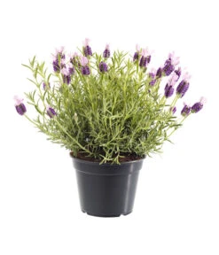 Schopf-Lavendel -Deutschland Genussgarten Verkaufs-Shop 8017014 BildFS 001 SchopfLavendelLavandulaStoeT13