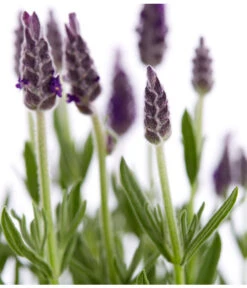 Schopf-Lavendel -Deutschland Genussgarten Verkaufs-Shop 8017014 WE DE 001 LavendelSchopflavendelLavandulaStoechasT13DehnerExpressZS