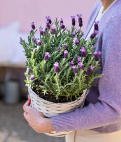 Schopf-Lavendel -Deutschland Genussgarten Verkaufs-Shop 8017014 WE MO 001 LavendelKorb