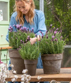 Schopf-Lavendel -Deutschland Genussgarten Verkaufs-Shop 8017014 WE MO 001 SchopfLavendelStoechas