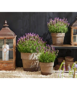 Schopf-Lavendel -Deutschland Genussgarten Verkaufs-Shop 8017014 WE MO 001 Schopflavendel