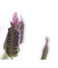 Schopf-Lavendel -Deutschland Genussgarten Verkaufs-Shop 8017089 PR DE 001 LavendelStoechasLavandulaStoechasT18DehnerExpressHerzig