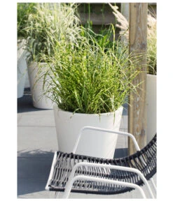 Stachelschweingras 'Strictus' 8 Stachelschweingras 'Strictus' -Deutschland Genussgarten Verkaufs-Shop 8020596 PR MO 004 MiscanthusSinensisStachelschweingrasT19DehnerExpressHerzig