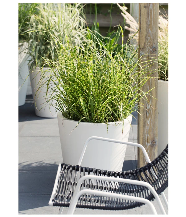 Stachelschweingras 'Strictus' 3 Stachelschweingras 'Strictus' – Bild 3