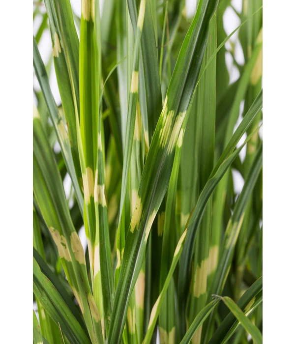 Stachelschweingras 'Strictus' 2 Stachelschweingras 'Strictus' – Bild 2