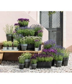 Lavendel 'No. 9' -Deutschland Genussgarten Verkaufs-Shop 8022436 WE MO 001 LavendelDark