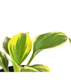 Blaue Gelbrand-Funkie 'Ben Vernooy®' -Deutschland Genussgarten Verkaufs-Shop 8029308 PR DE 001 HostaFunkieBenVernooyDehnerExpressHerzig