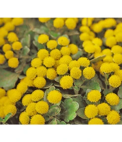 Silberrand-Chrysantheme 5 Silberrand-Chrysantheme -Deutschland Genussgarten Verkaufs-Shop 8030041 BildFS 001 GoldUndSilberChrysanthemeSilberrandChrysanthemeHzAjaniaPacifica