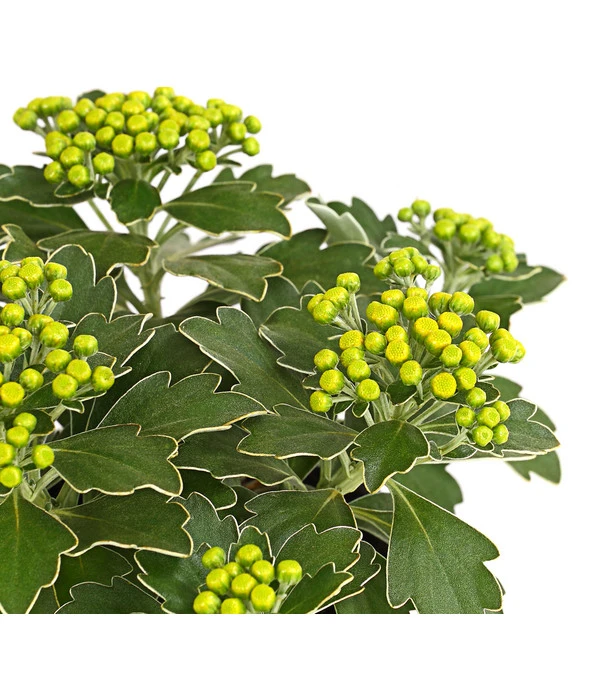 Silberrand-Chrysantheme 2 Silberrand-Chrysantheme – Bild 2