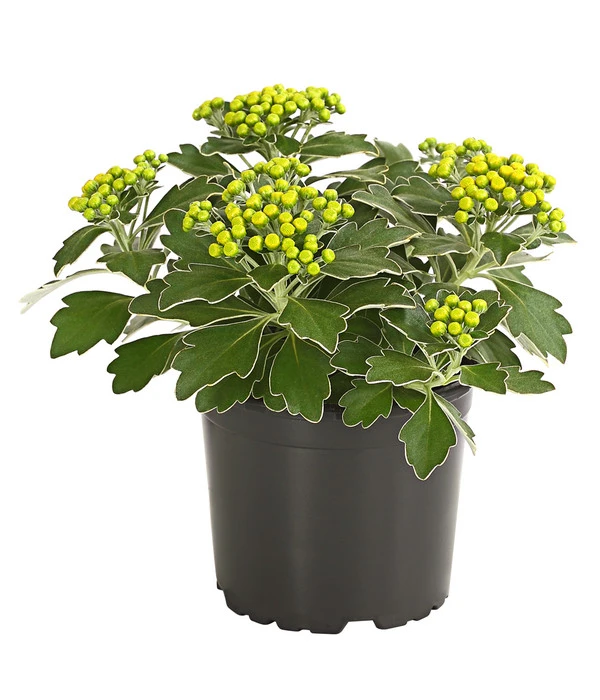 Silberrand-Chrysantheme 1 Silberrand-Chrysantheme