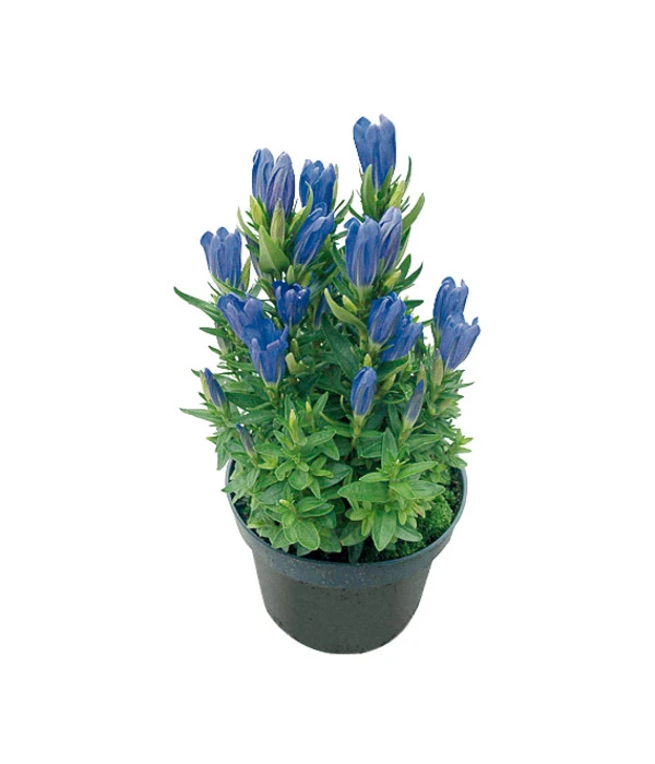 Pyramiden-Enzian 1 Pyramiden-Enzian