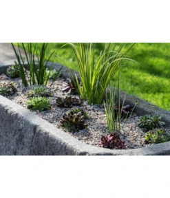 Dehner Kalmus -Deutschland Genussgarten Verkaufs-Shop 8036899 WE MO 002 SempervivumCarexHauswurzGrasLucknerMai2015