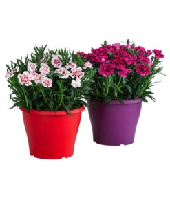 Garten-Nelke, Zweifarbig, Verschiedene Sorten -Deutschland Genussgarten Verkaufs-Shop 8050643 WE FS 001 NelkeDianthusInSortenT19