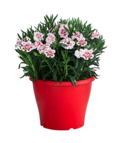 Garten-Nelke, Zweifarbig, Verschiedene Sorten -Deutschland Genussgarten Verkaufs-Shop 8050643 WE FS 002 NelkeDianthusInSortenT19