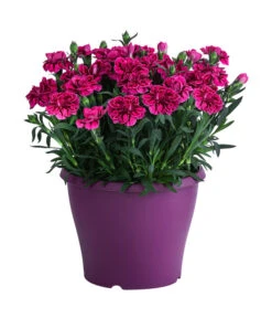 Garten-Nelke, Zweifarbig, Verschiedene Sorten -Deutschland Genussgarten Verkaufs-Shop 8050643 WE FS 003 NelkeDianthusT19