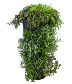 Wandhänger Mit Fetthenne, Verschiedene Sorten