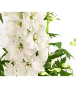 Rittersporn, Verschiedene Farben -Deutschland Genussgarten Verkaufs-Shop 8052037 WE DE 001 RitterspornDelphiniumXElatumWeiss