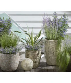 Gelbbunte Kerzen-Palmlilie 'Variegata' -Deutschland Genussgarten Verkaufs-Shop 8090706 PR MO 002 StipaPonyTailsFedergrasKlimakuenstler GC12 2020