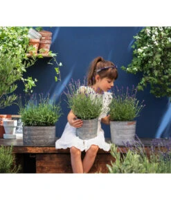 Duftlavendel, 6er-Schale -Deutschland Genussgarten Verkaufs-Shop 8092108 WE MO 03 LavendelT13 GC14 2020 02