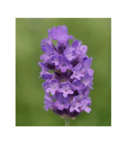 Lavendel 'No. 9' -Deutschland Genussgarten Verkaufs-Shop 8094070 PR DE 001 DownderryNo9Helix
